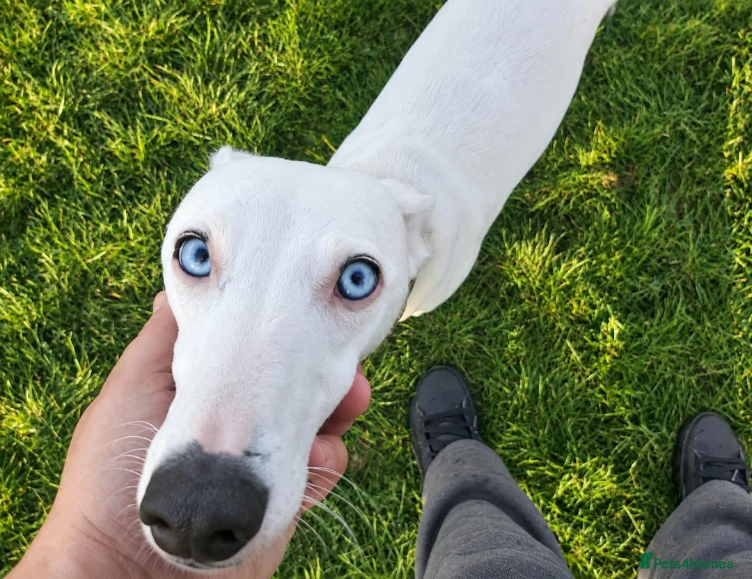 Lurcher dogs for sale: Absolutely stunning, deaf young lurcher in Barnsley - Advert 1