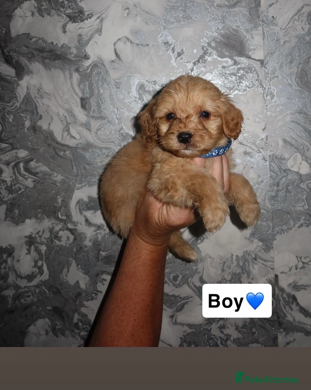 Cockapoo dogs for sale: Cockerpoo  - Advert 11