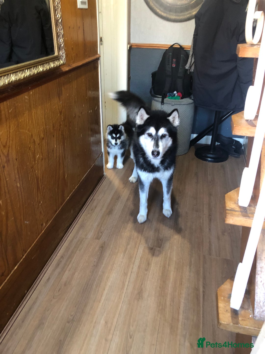 Alaskan Malamute dogs for sale: Alsaskan malamute puppies  - Advert 13