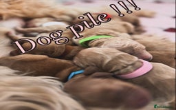 Goldendoodle dogs for sale: GOLDENDOODLE WITH A DIFFERENCE - Image 1