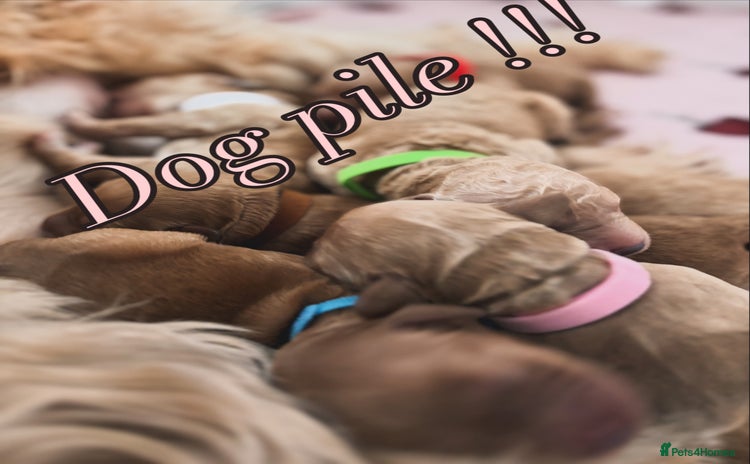 Goldendoodle dogs - Advert 4