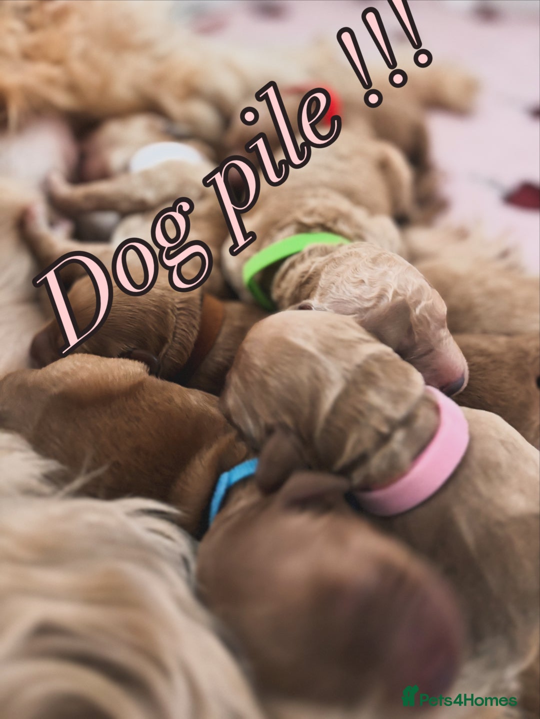 Goldendoodle dogs for sale: GOLDENDOODLE WITH A DIFFERENCE - Image 1