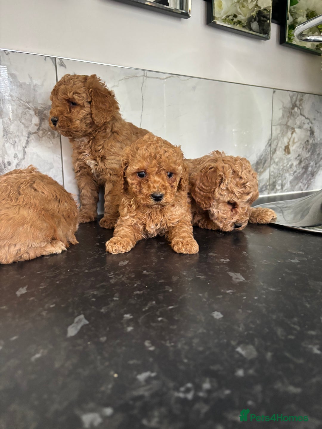 Maltipoo dogs for sale: 🐶 perfect toy maltipoo puppies (toy poodle) 🐶  - Advert 3