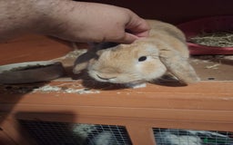 Mini Lop rabbits for sale: Male Mini Lop  - Image 1