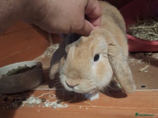 Mini Lop rabbits - Advert 31
