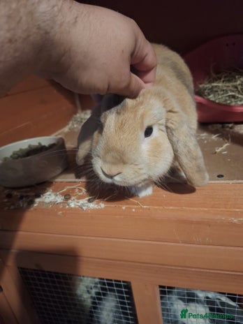 Mini Lop rabbits - Advert 6