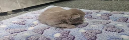 British Shorthair cats for sale:  British shorthair  - Advert 15