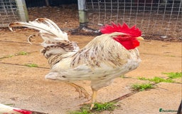 Chickens poultry for sale: COCKERELS £5 EACH - Image 7