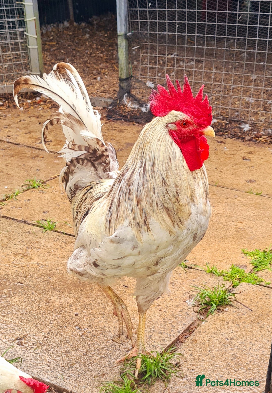 Chickens poultry for sale: COCKERELS £5 EACH - Image 7