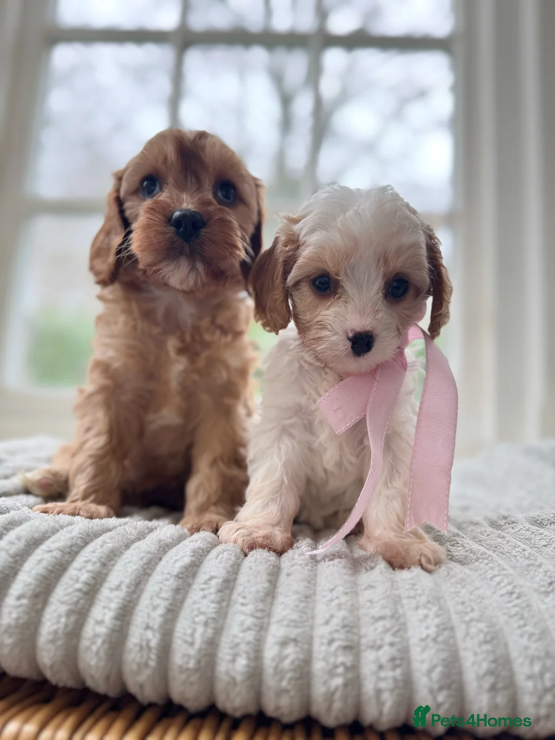 Cavapoo dogs for sale: Stunning F2 cavapoo health tested - Advert 5