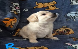Mixed Breed dogs for sale: F1 Cockapoo and Maltipoo hybrid - Image 23