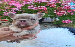 French Bulldog dogs for sale: Big Perm, fluffy and furnished frenchies  - Image 19