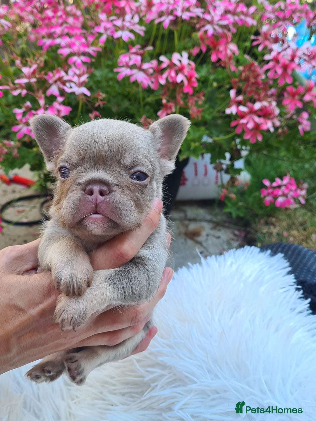 French Bulldog dogs for sale: Big Perm, fluffy and furnished frenchies  - Image 19