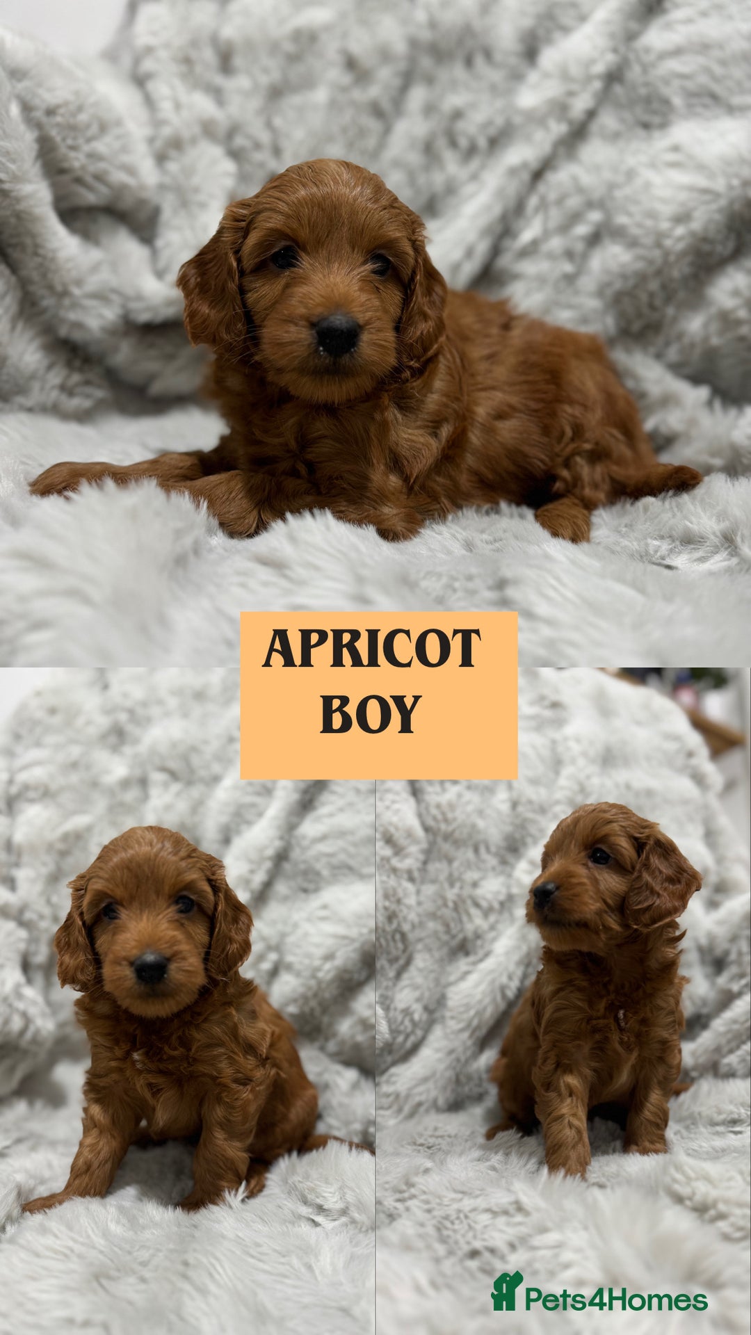 Cockapoo dogs for sale: F2 cockapoo puppies  - Advert 22