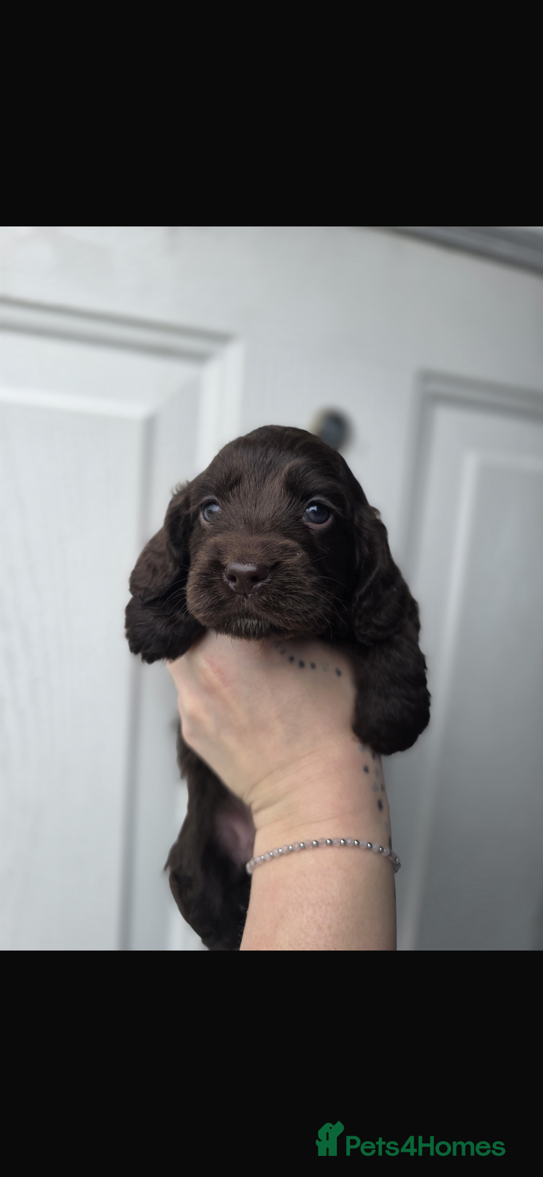 Cocker Spaniel dogs for sale: Beautiful cocker spaniels  - Image 4