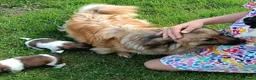 Mixed Breed dogs for sale: Exceptional Papillon × Mittel Spitz Puppies in Wisbech - Advert 7