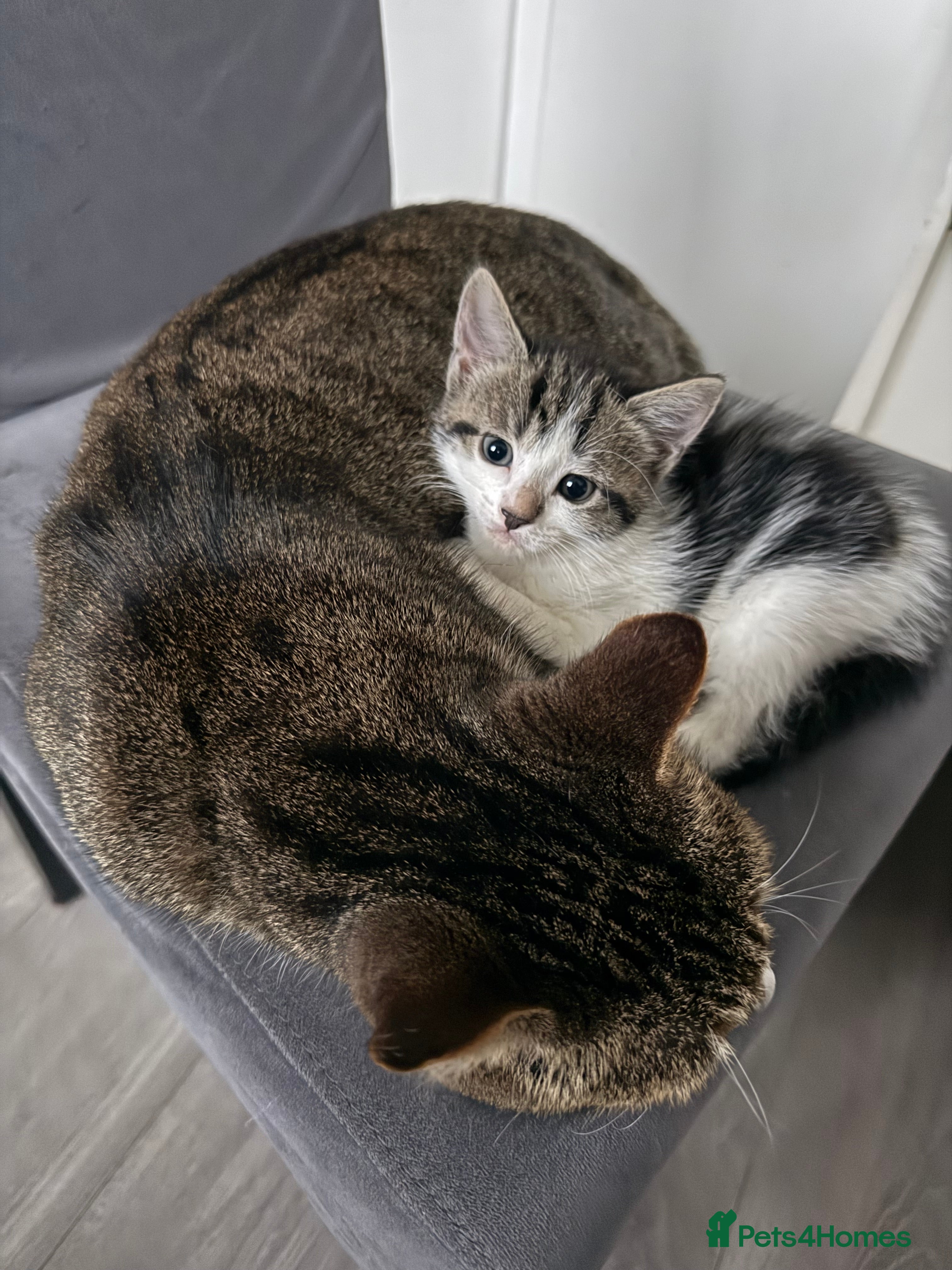 Mixed Breed cats Two kittens  - Advert 1