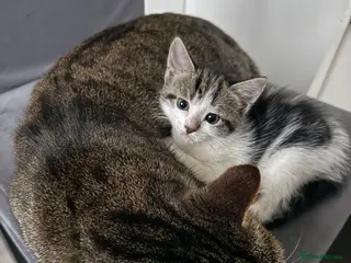 Mixed Breed cats Two kittens - Advert 1