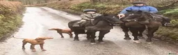 Hungarian Vizsla dogs for sale: KC Vizsla Puppies for Licensed breeder - Advert 3