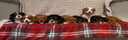 Cavalier King Charles Spaniel dogs for sale: STUNNING CAVALIER KING CHARLES PUPPIES  - Advert 12