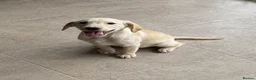 Goldador dogs for sale: Fully vaccinated Goldadors - Advert 3