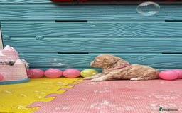 Cockapoo dogs for sale: DNA CLEAR F1  choc, merle, champagne, black - Image 9