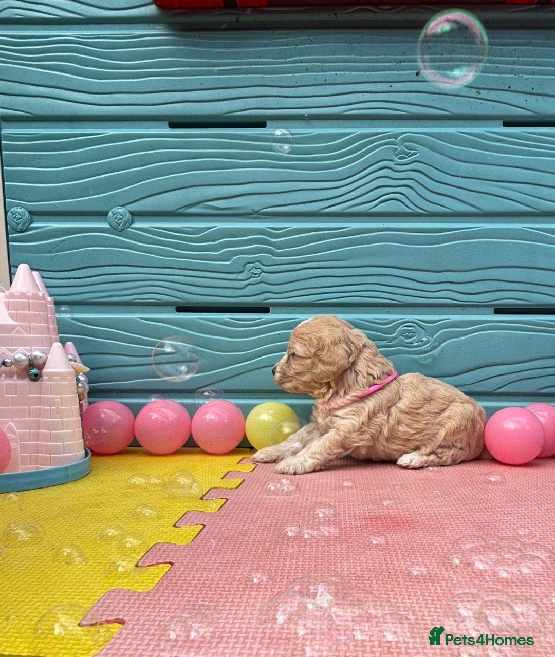 Cockapoo dogs for sale: DNA CLEAR F1  choc, merle, champagne, black - Image 9