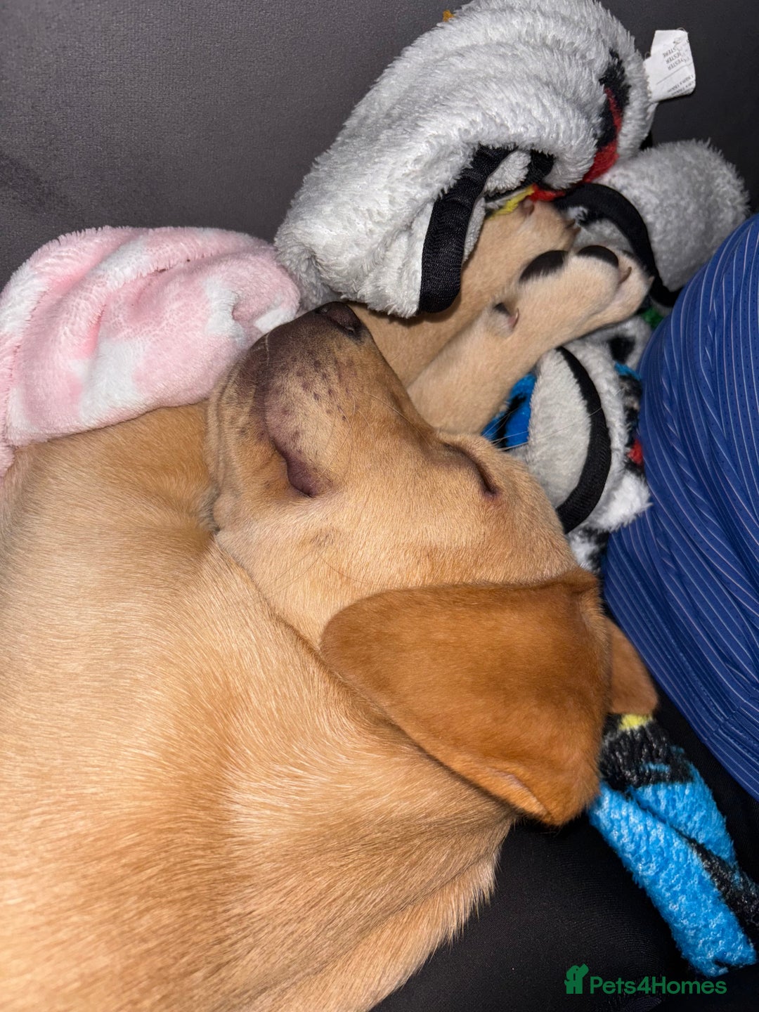 Labrador Retriever dogs for sale: Penny - Advert 4