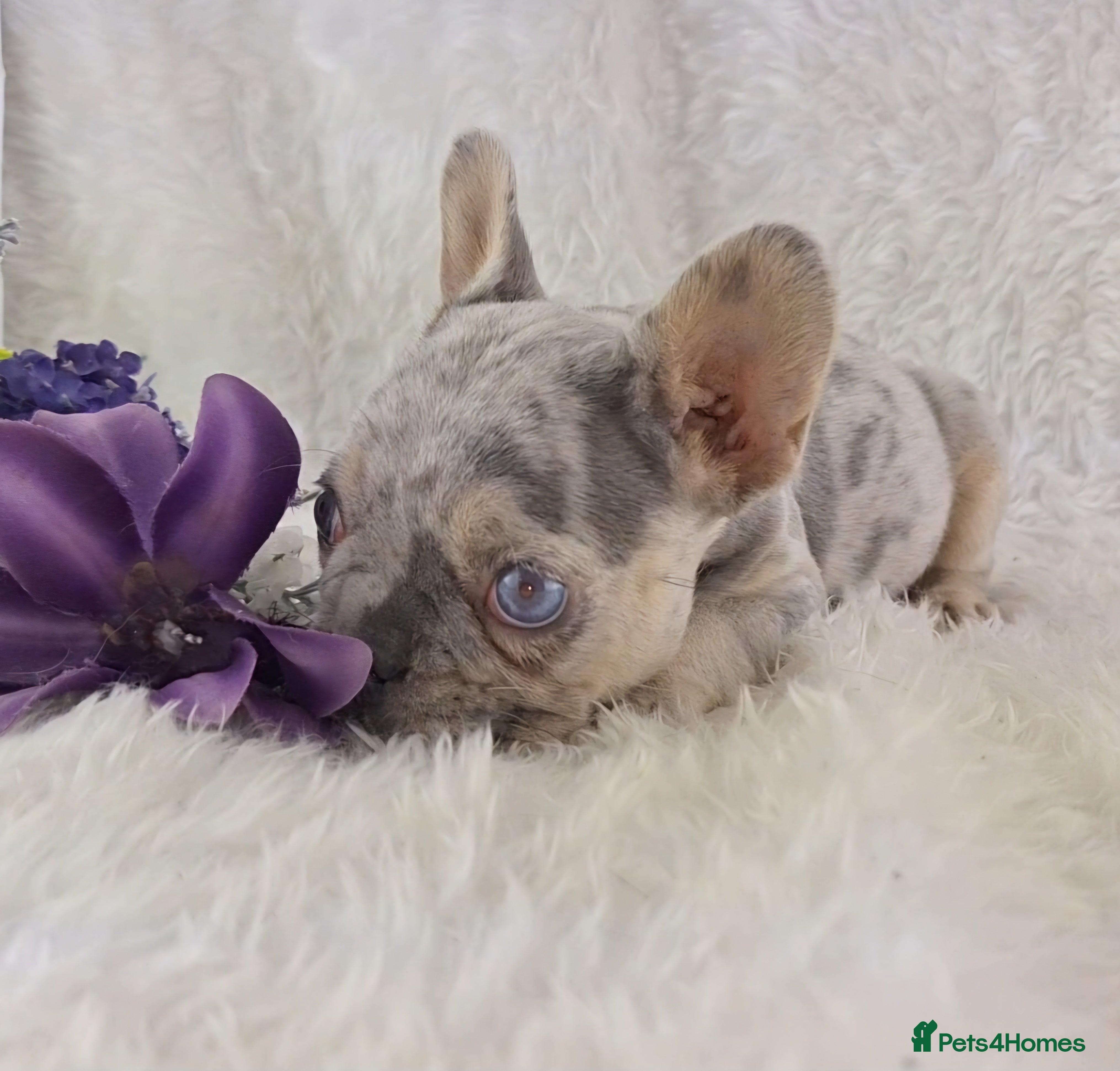 French Bulldog dogs Top Quality French Bulldog Puppies  - Advert 1