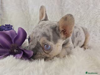 French Bulldog dogs Top Quality French Bulldog Puppies - Advert 1