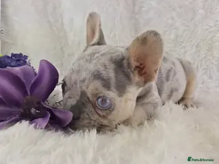 French Bulldog dogs Top Quality French Bulldog Puppies - Advert 2