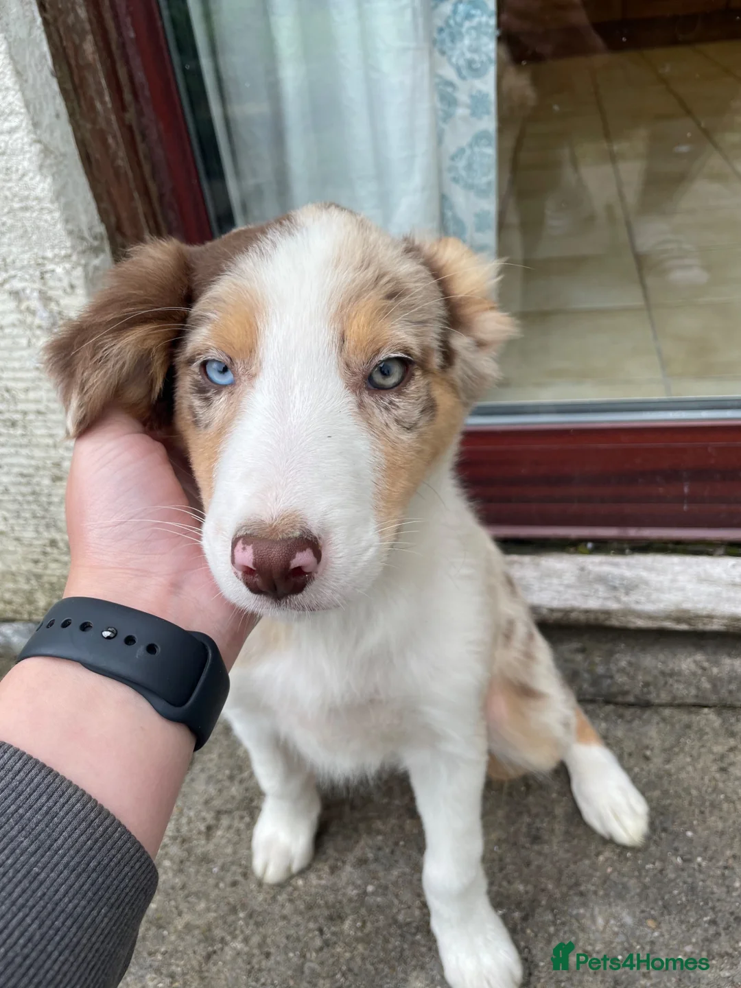 Border Collie dogs for sale: Collie puppies for sale  in Kilmarnock - Advert 2