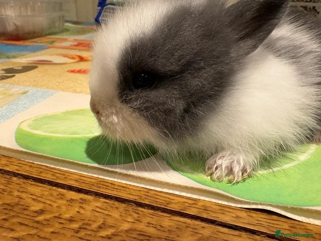 Lionhead rabbits for sale: 4 Lionhead bunnies for sale- mixed  - Advert 15