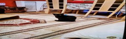 British Shorthair cats for sale: 2 year old black cat - Advert 3