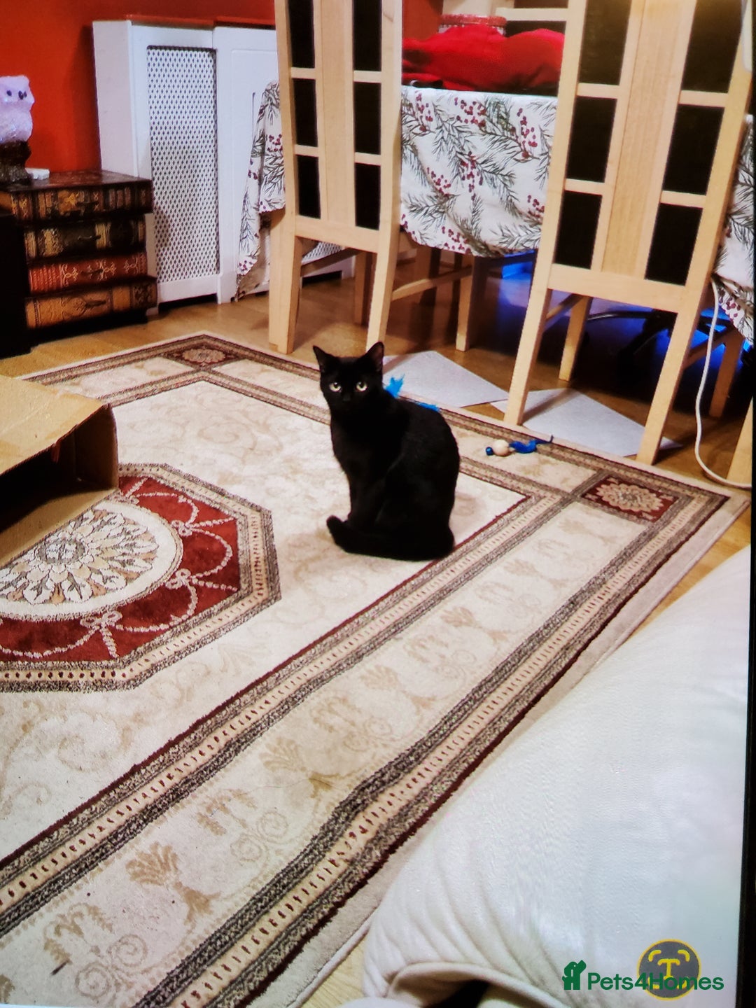 British Shorthair cats for sale: 2 year old black cat - Advert 3