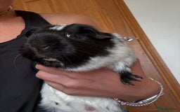 Guinea Pig rodents for sale: Two gorgeous friendly adult female guinea pigs - Image 2