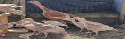 Turkeys poultry for sale: Red Bourbon Turkey poults - Advert 4