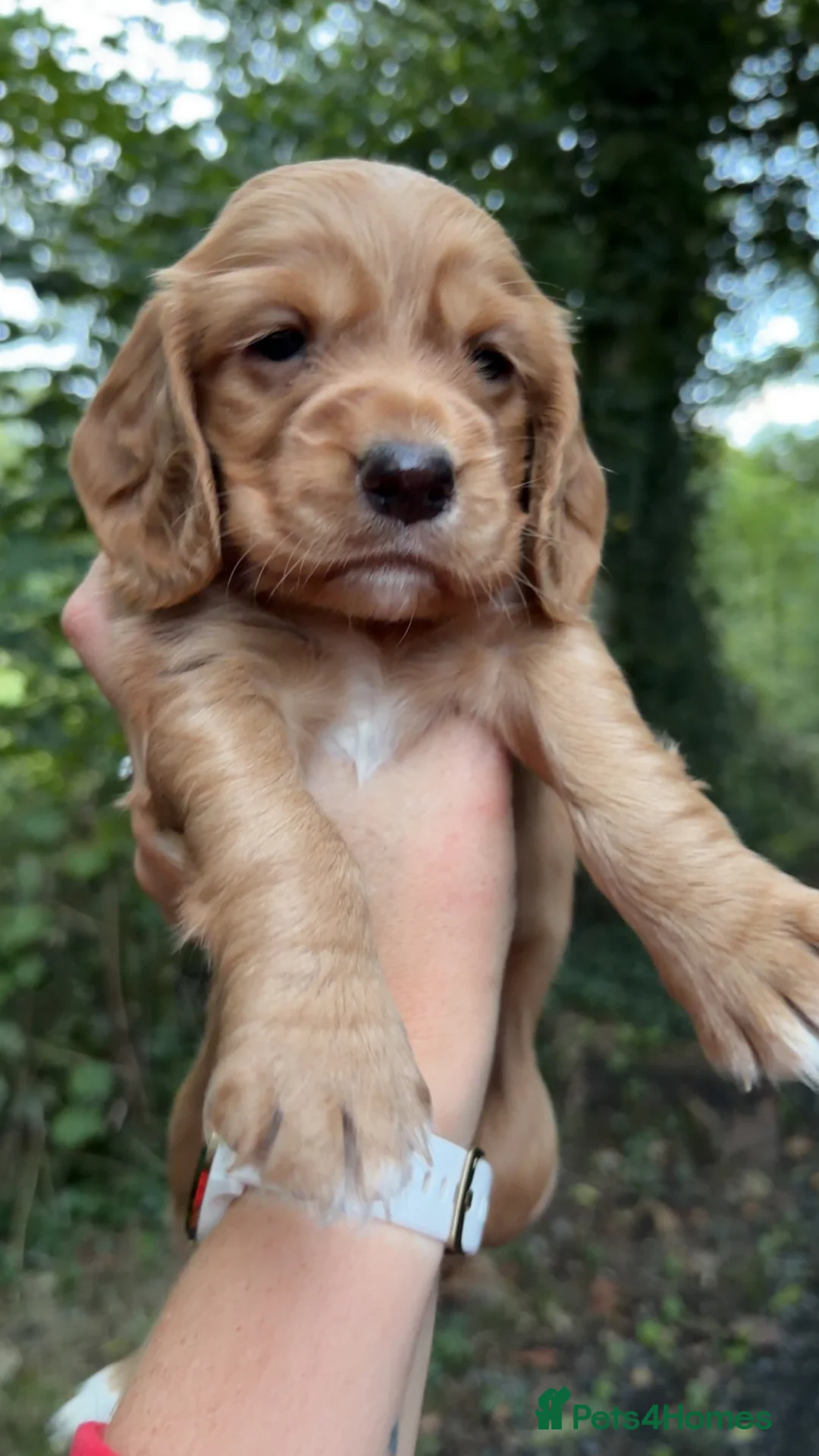 Cocker Spaniel dogs for sale: Beautiful Cocker Spaniel Pups Looking for Homes in Barnstaple - Advert 2