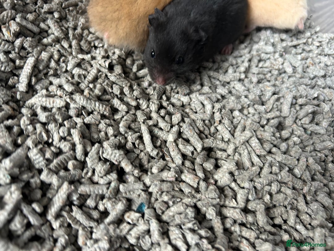 Hamster rodents for sale: Mixed males & female baby Syrian hamsters  - Advert 5