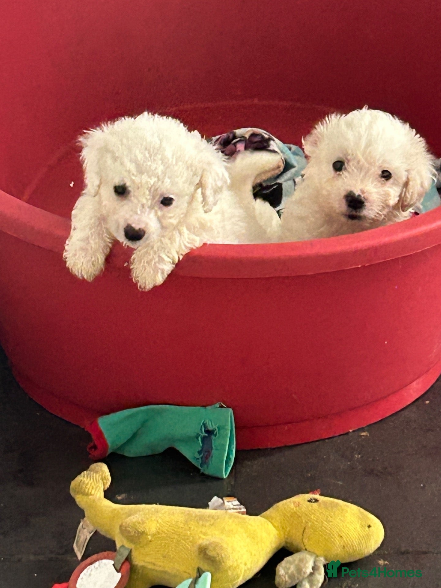 Cavachon dogs Ready to leave cavachon puppies  - Advert 2