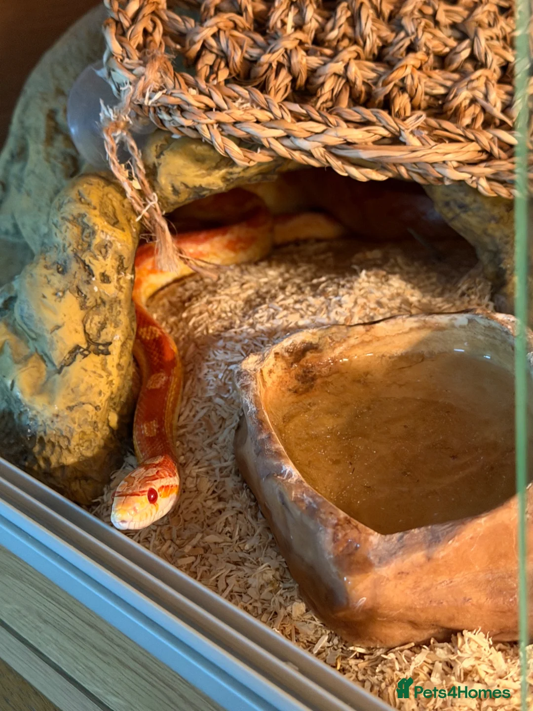 Corn Snake reptiles for sale: Corn snake & vivarium - Advert 2