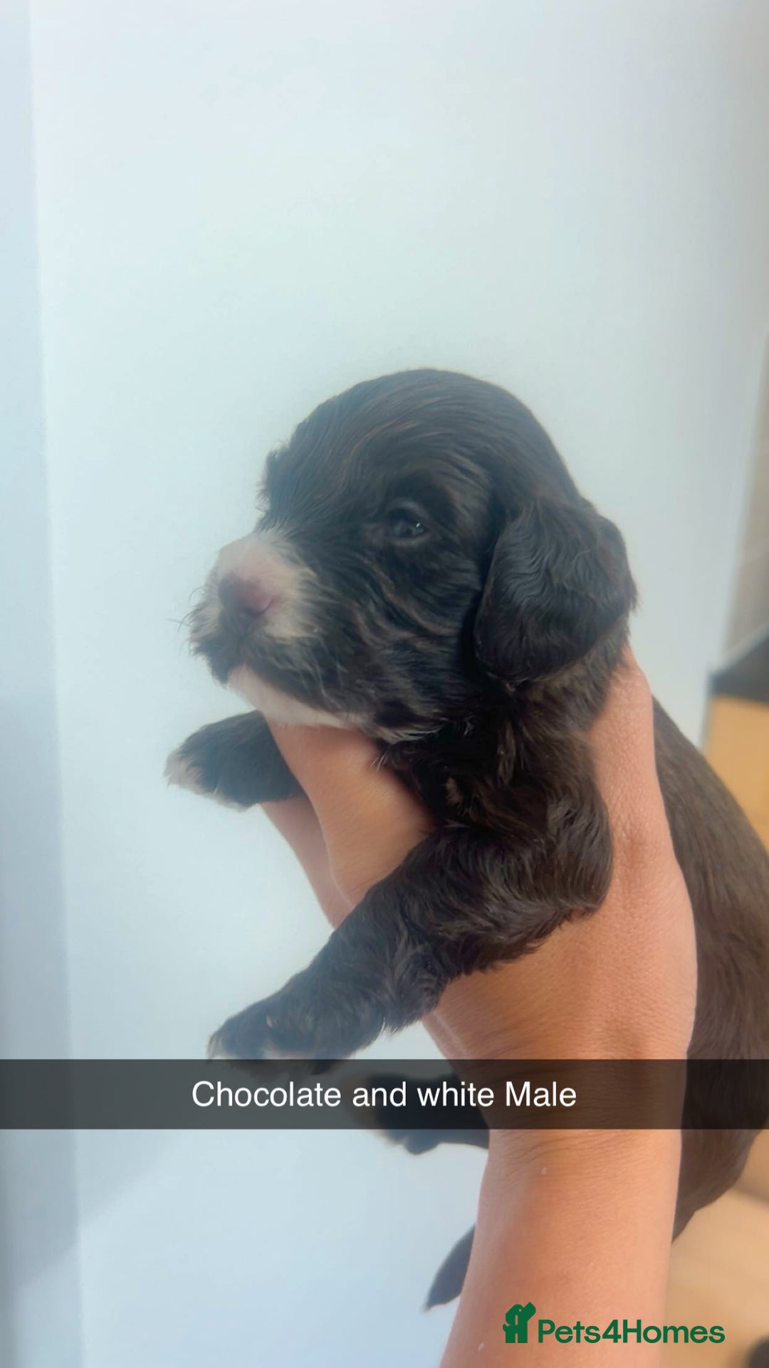 Cockapoo dogs for sale: Beautiful cockapoo family litter  - Image 8