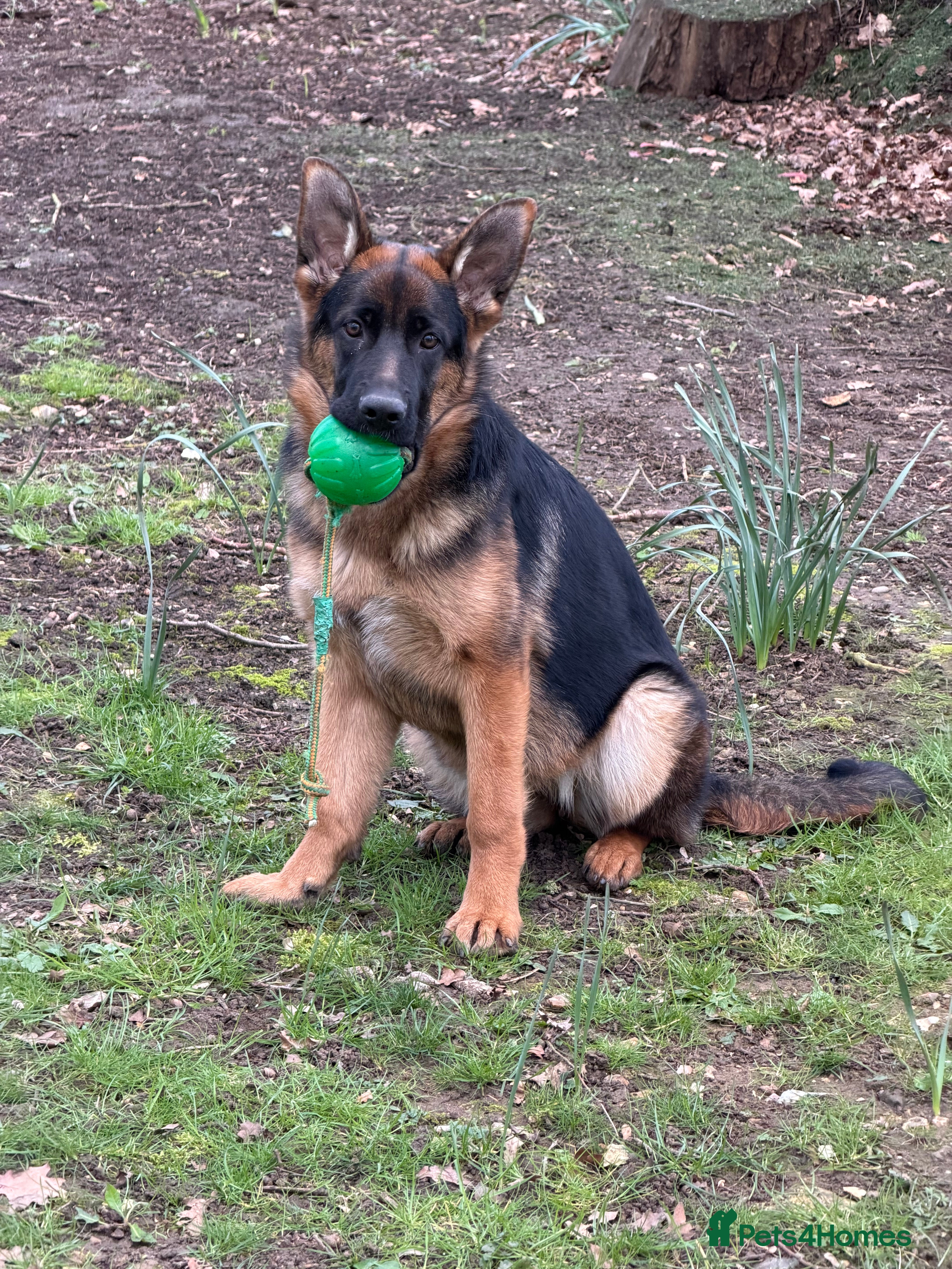German Shepherd dogs Super 6 month old black/gold female - Advert 1