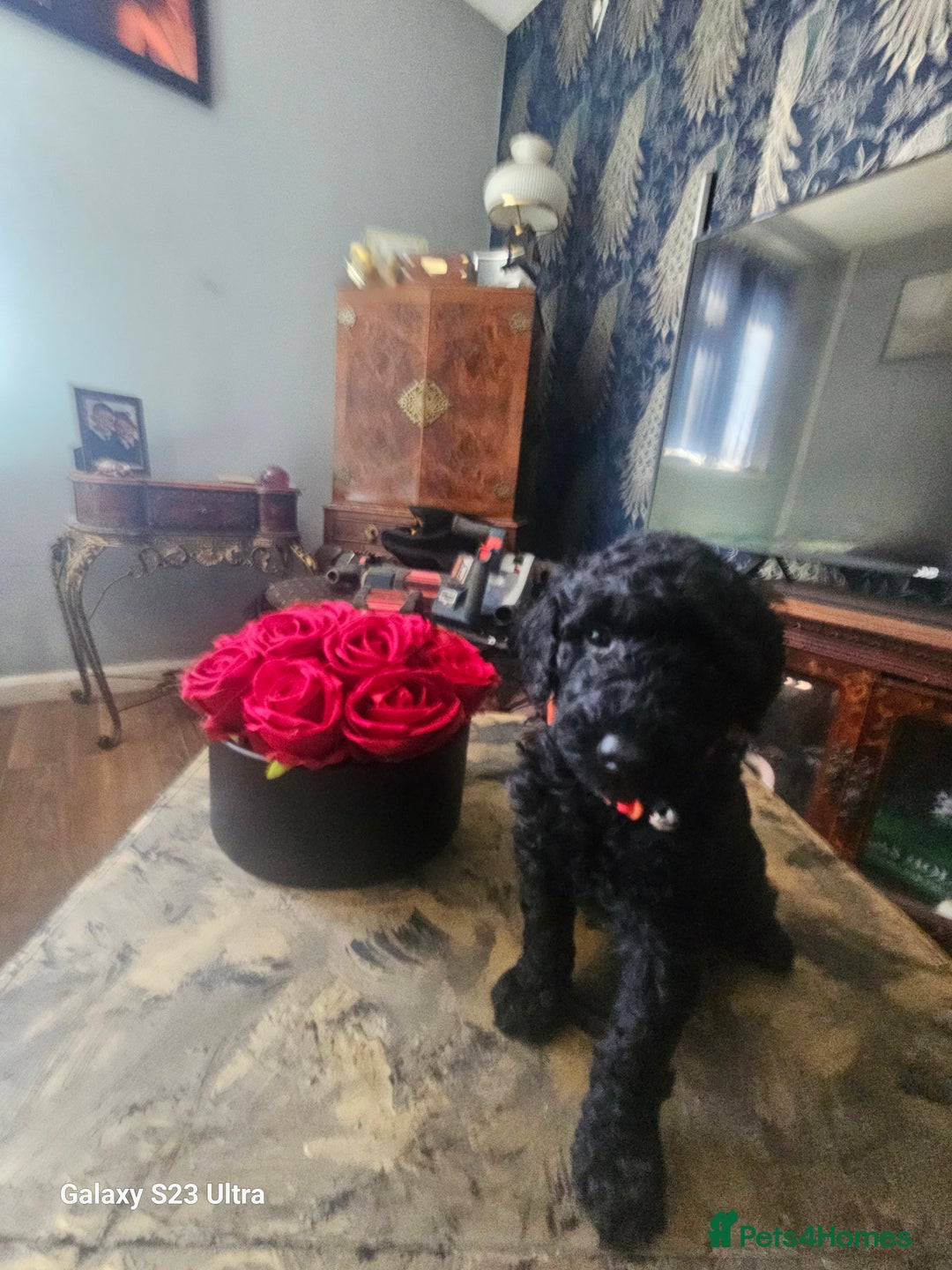 Miniature Poodle dogs for sale: Kc reg outstanding miniature Poodles in Stourbridge - Image 29