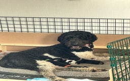 Mixed Breed dogs for sale: Gordondoodle  - Image 1