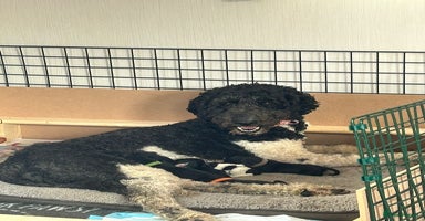 Mixed Breed dogs - Advert 12