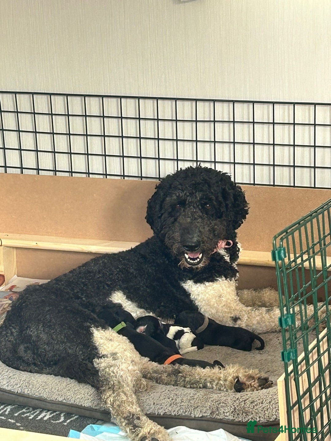 Mixed Breed dogs for sale: Gordondoodle  - Image 1