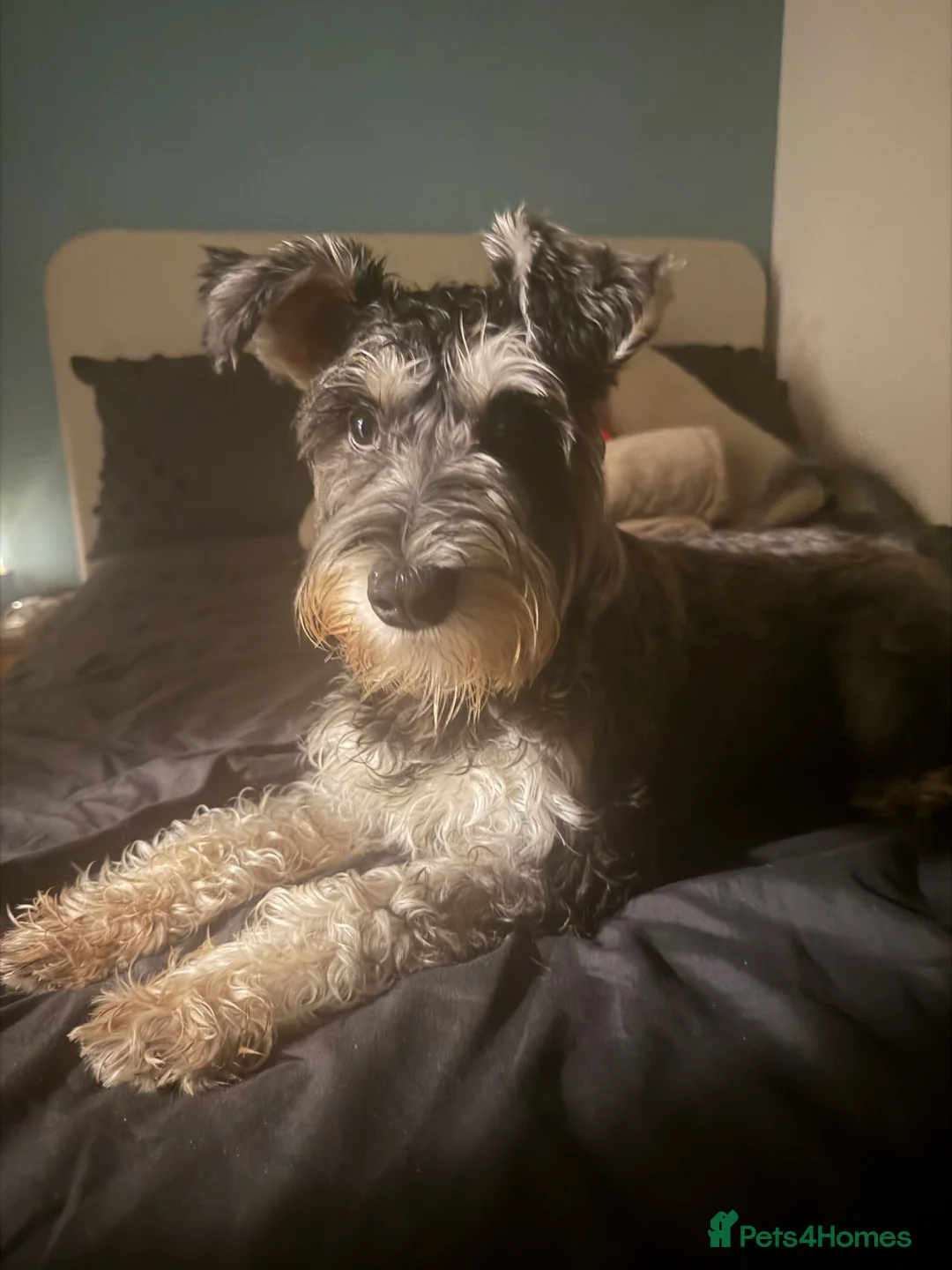 Miniature Schnauzer dogs for sale: Male Miniature Schnauzer - 8 months old in Ammanford - Advert 4