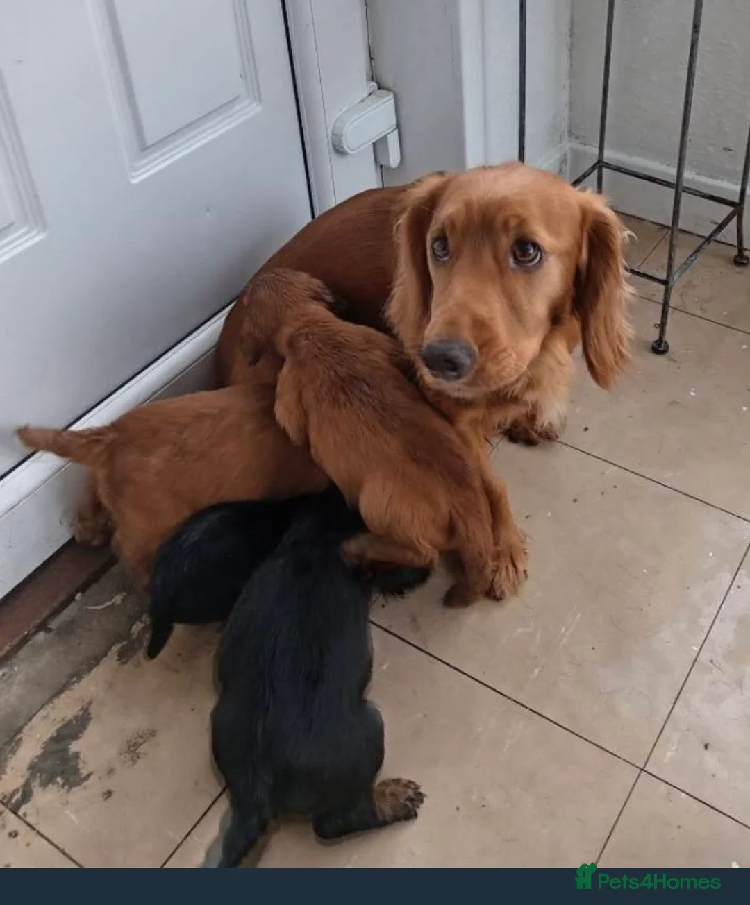 Cocker Spaniel dogs for sale: 5 beautiful KC registered cocker spaniel pups! in Glenrothes - Advert 40