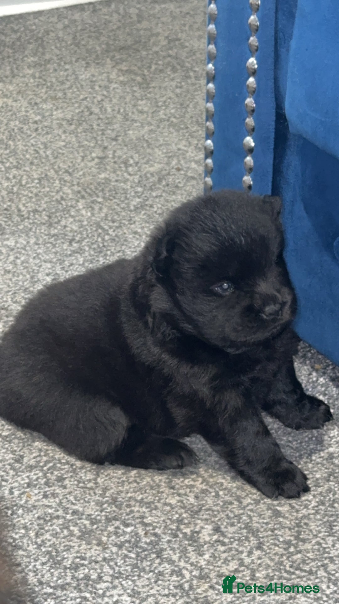 Chow Chow dogs for sale: Chow chow puppies  - Advert 38